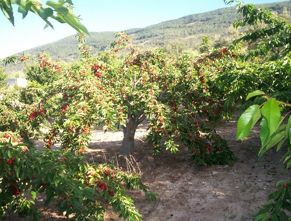 Las Calabazas Barrado Værelse billede